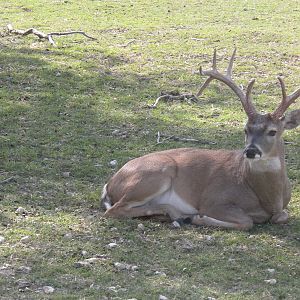 Wild White-Tailed Deer