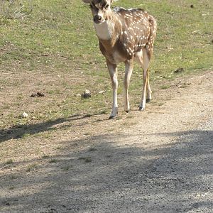 Axis Deer