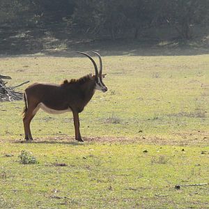 Sable Antelope