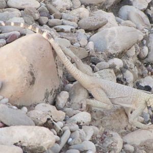 Large-scaled Rock Agama(Laudakia nupta)1