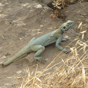 Large-scaled Rock Agama(Laudakia nupta)2