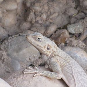 Large-scaled Rock Agama(Laudakia nupta)3
