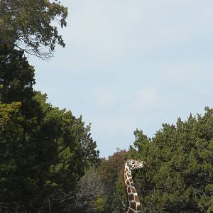 Roth-ticulated Giraffe