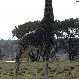 Rothschild's Giraffe