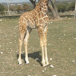 Roth-ticulated Giraffe calf