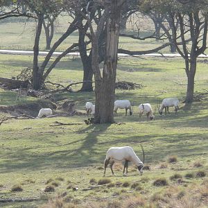 Arabian Oryx
