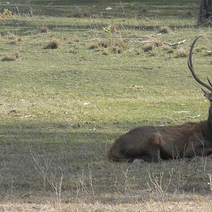 Western Red Deer