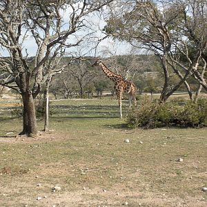 Roth-ticulated Giraffe
