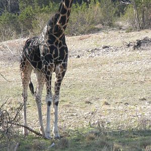 Rothschild's Giraffe