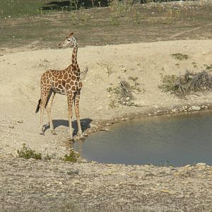Roth-ticulated Giraffe