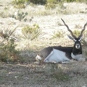 Blackbuck