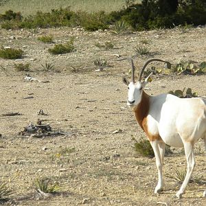 Scimitar-Horned Oryx