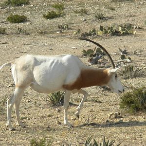 Scimitar-Horned Oryx
