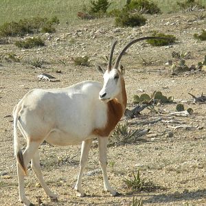 Scimitar-Horned Oryx