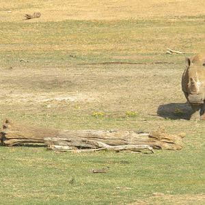 Southern White Rhino