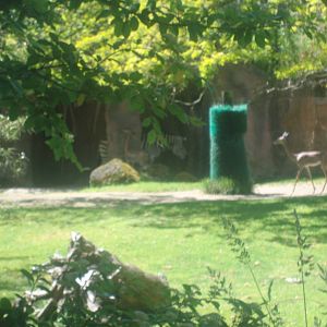 Zebras and Gerenuk at Oregon Zoo
