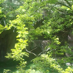 Zebra at Oregon Zoo
