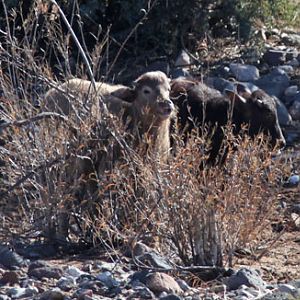 water buffalo mom and baby