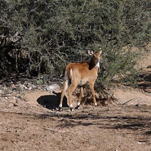 baby nilgai