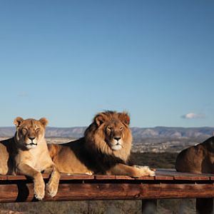 Pride of three lions
