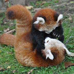 Young Red Pandas playing in Dublin Zoo