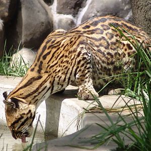 Ocelot (Leopardus pardalis) drinking