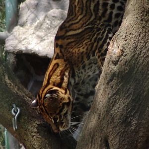 Ocelot (Leopardus pardalis)