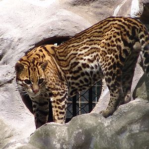 Male Ocelot (Leopardus pardalis)