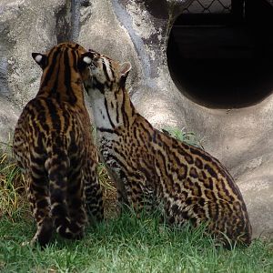 Ocelots (Leopardus pardalis) grooming each other