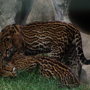 Ocelot (Leopardus pardalis) grooming each other