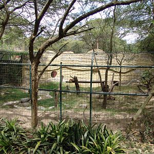Culpeo's or Andean Fox (Lycalopex culpaeus) enclosure