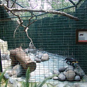 Tayra's (Eira barbara) enclosure