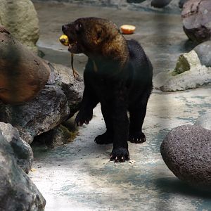 Tayra (Eira barbara)