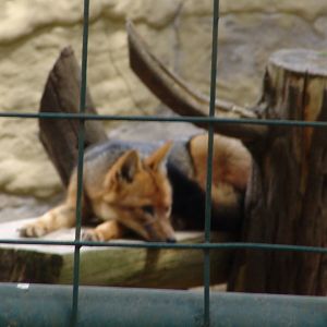 Culpeo or Andean Fox (Lycalopex culpaeus)