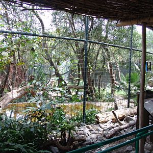 Jaguar's (Panthera onca) enclosure