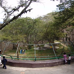 Lion's (Panthera leo) enclosure