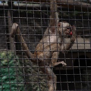 White-fronted Capuchin (Cebus albifrons)