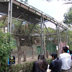 White-fronted Capuchin's (Cebus albifrons) and White-fronted Spider Monkey'