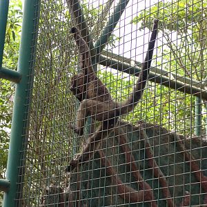 White-fronted Spider Monkey (Ateles belzebuth)