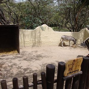 Domesticated Donkey (Equus africanus asinus) at the 'Farm' area