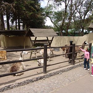 Llamas (Lama glama) at the 'Farm' area