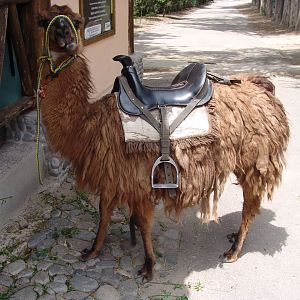 Llama (Lama glama)
