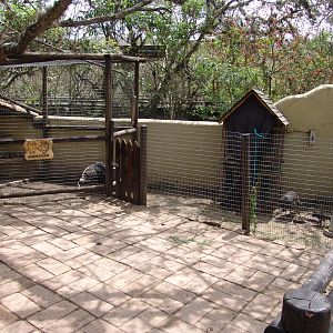 Domesticated turkeys at the 'Farm' area