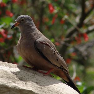 Wild Croaking Ground Dove (Columbina cruziana)