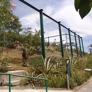 An amazing aviary for Andean Condors (Vultur gryphus)