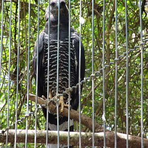 Crested Eagle (Morphnus guianensis)