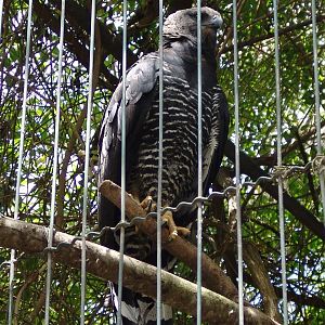 Crested Eagle (Morphnus guianensis)
