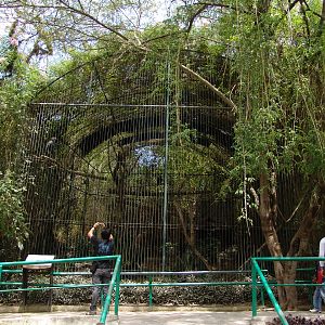 Crested Eagle's (Morphnus guianensis) Aviary