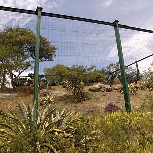 View over the Andean Condors' (Vultur gryphus) huge aviary