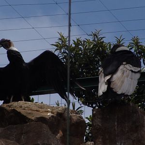 Andean Condors (Vultur gryphus)